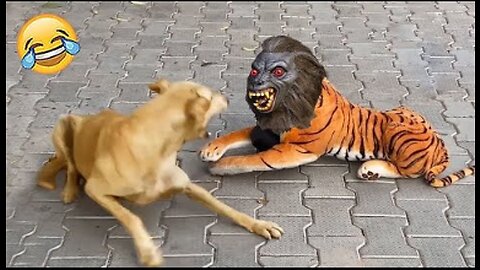 TRY NOT TO LAUGH 😆 New Funny Animals 😂 Funniest Cats and Dogs Videos 😺🐶