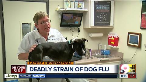 Deadly strain of dog flu