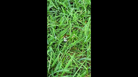 cicada killer gets a kill