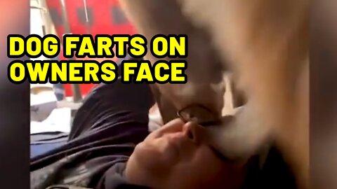 DOG "FARTS" ON HIS OWNERS FACE