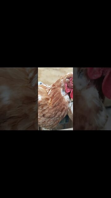 Saddle Did It's Job Well #chickens #chickenlife #chickenshorts