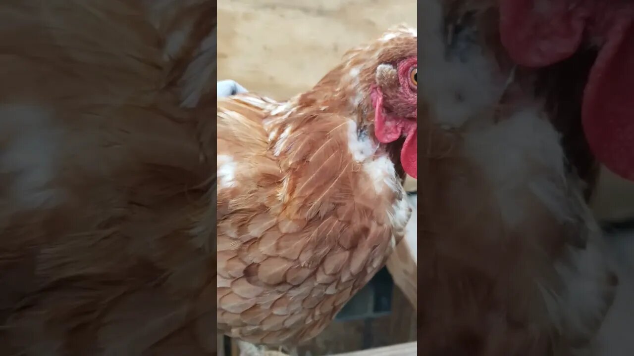 Saddle Did It's Job Well #chickens #chickenlife #chickenshorts