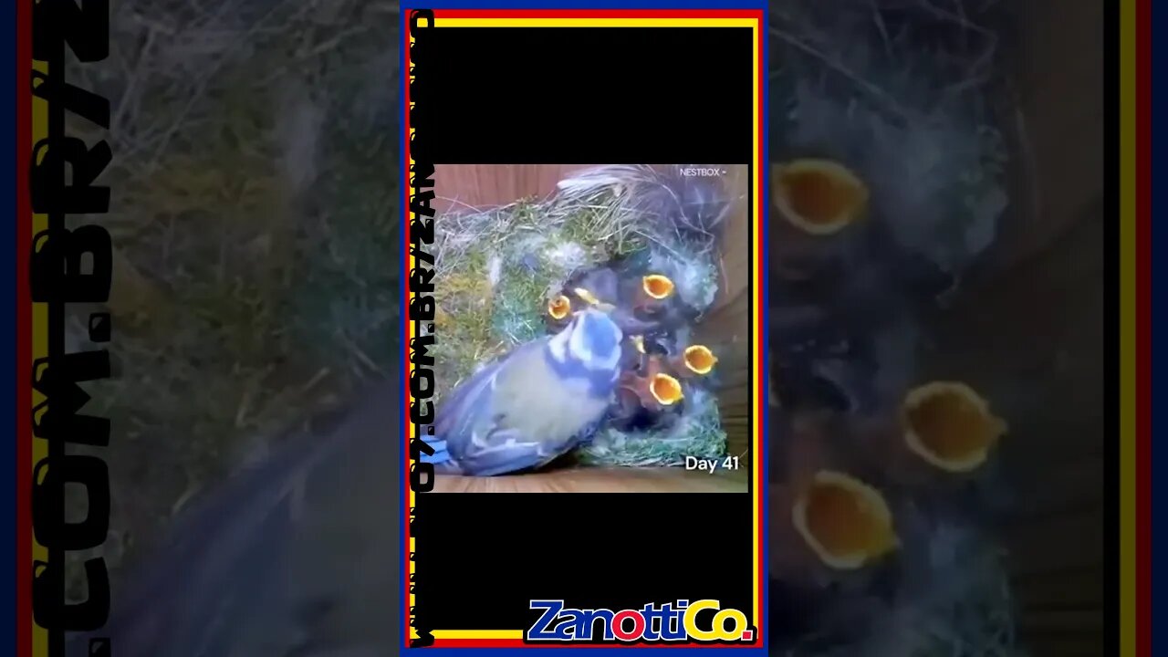Ninho Parte 2