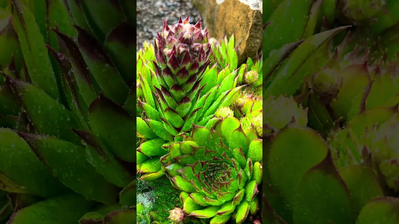 #refreshing #succulents #niagaraparks #niagarafalls