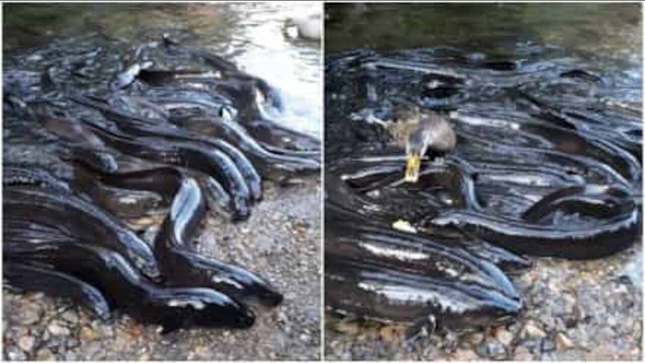 Anguille fuori dall'acqua pur di mangiare