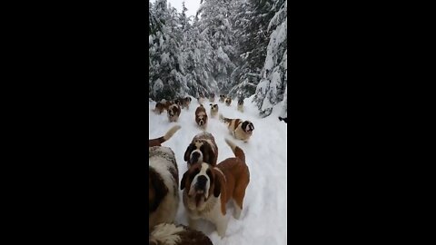 Dogs walking on the snow