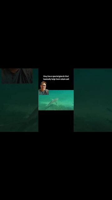 Are Bullsharks over-rated?