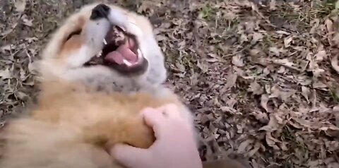 Fox laughing