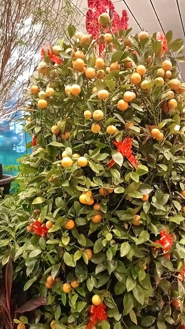 China Orange tree Singapore