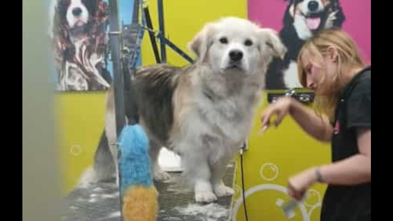 Cão é levado para tosa e se sente traído pelo dono