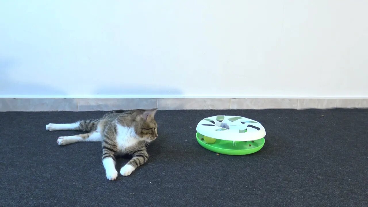 The Cat and His Roundabout