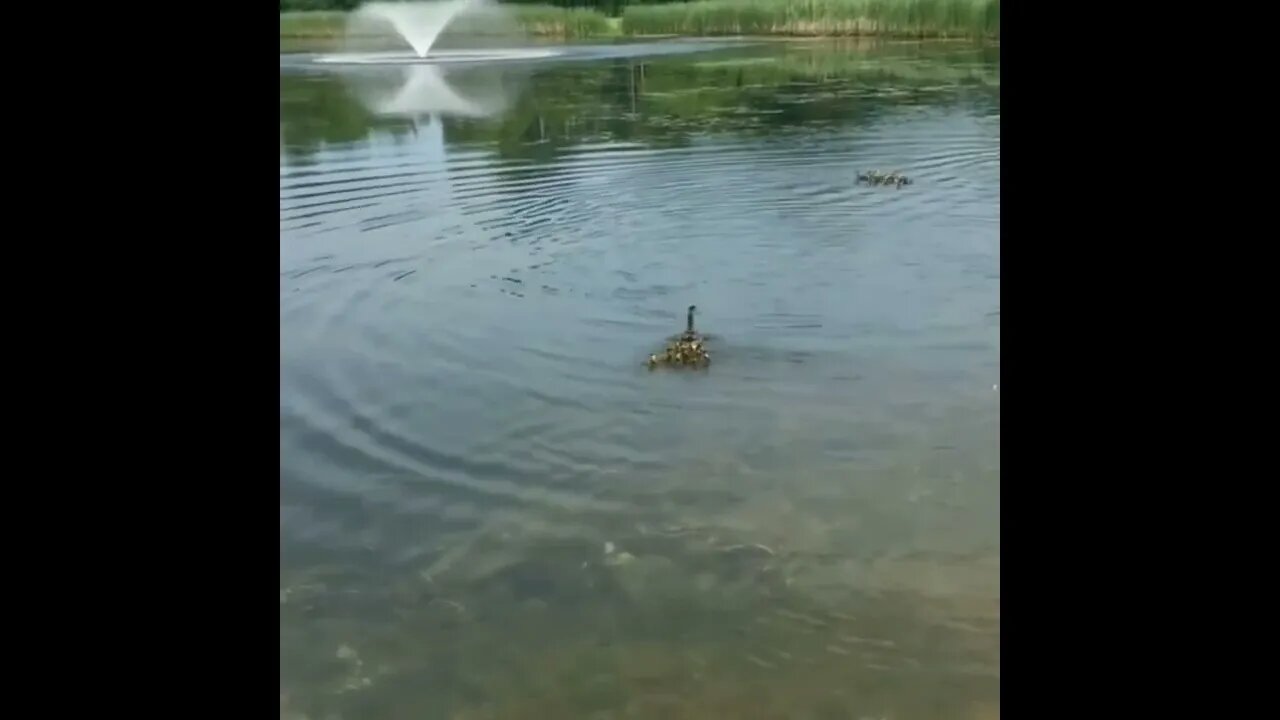 10 ducklings were found