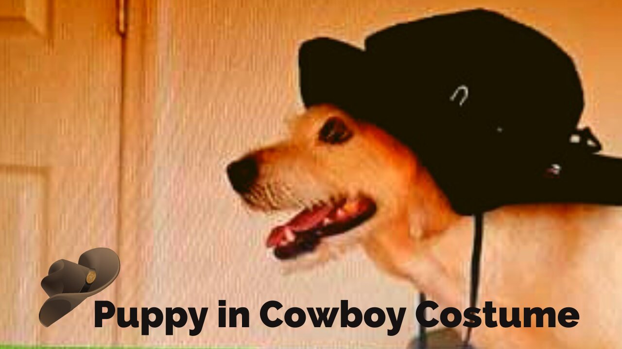 Puppy in Cowboy Costume