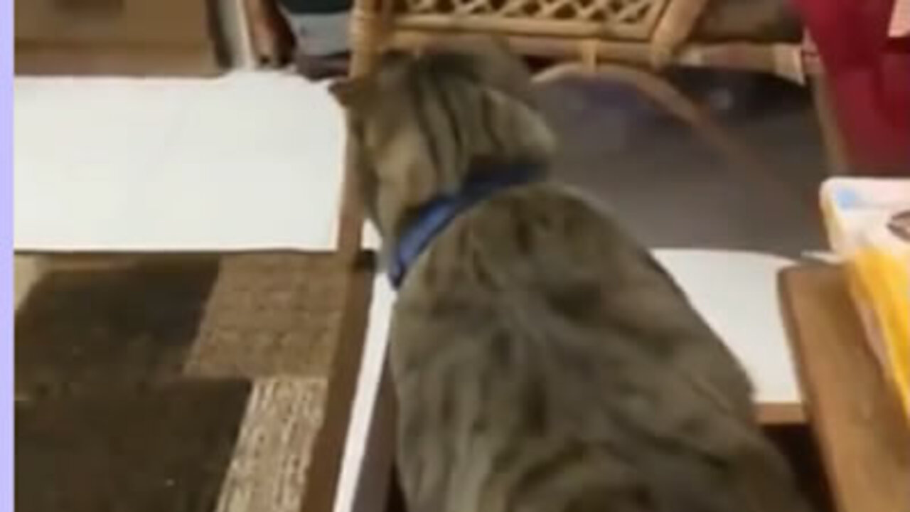 Cat gets furious when they touch his litter box