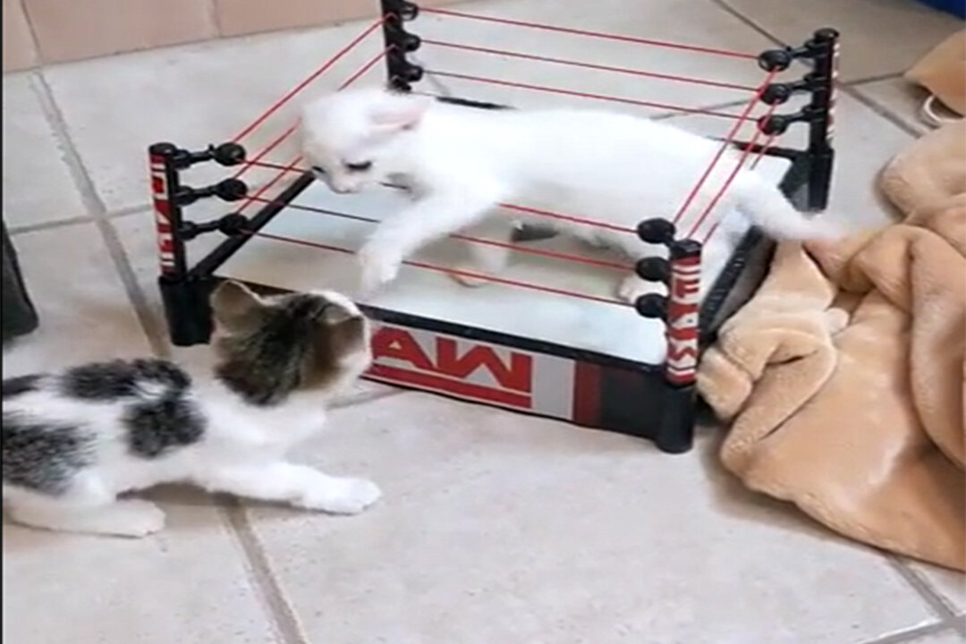 2 Kitties Always Fight So I Made A Ring For Them