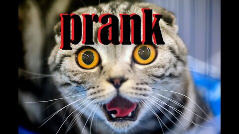 Hard prank on the cat.