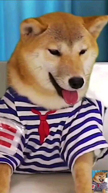 Dogs playing chess can not afford to lose ah! And tantrums!😂😂🤣🤣 #shorts #pets #dogs #funny