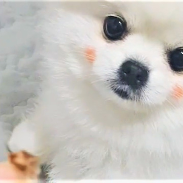 Pomeranian wearing makeup begs for a treat