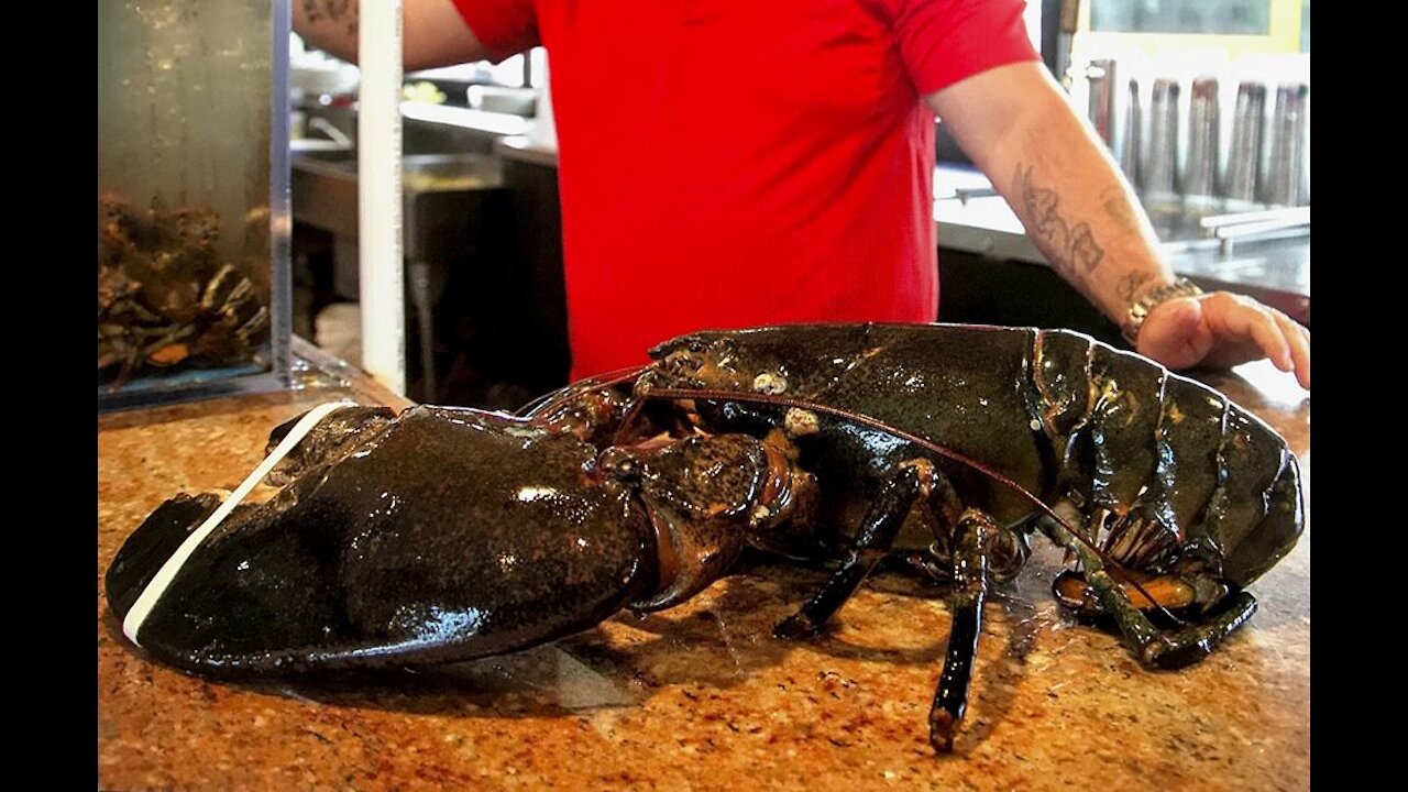 BUYING LIVE PET 15lb LOBSTER ONLINE!