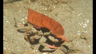 Crab uses leaf as a hideout