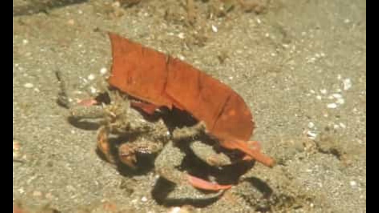 Crab uses leaf as a hideout
