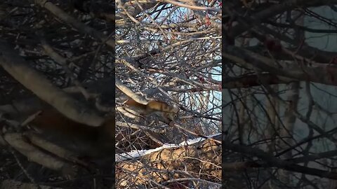 Canadian Squirrel Prepares for Spring 🐿️