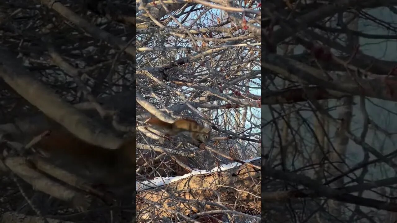 Canadian Squirrel Prepares for Spring 🐿️