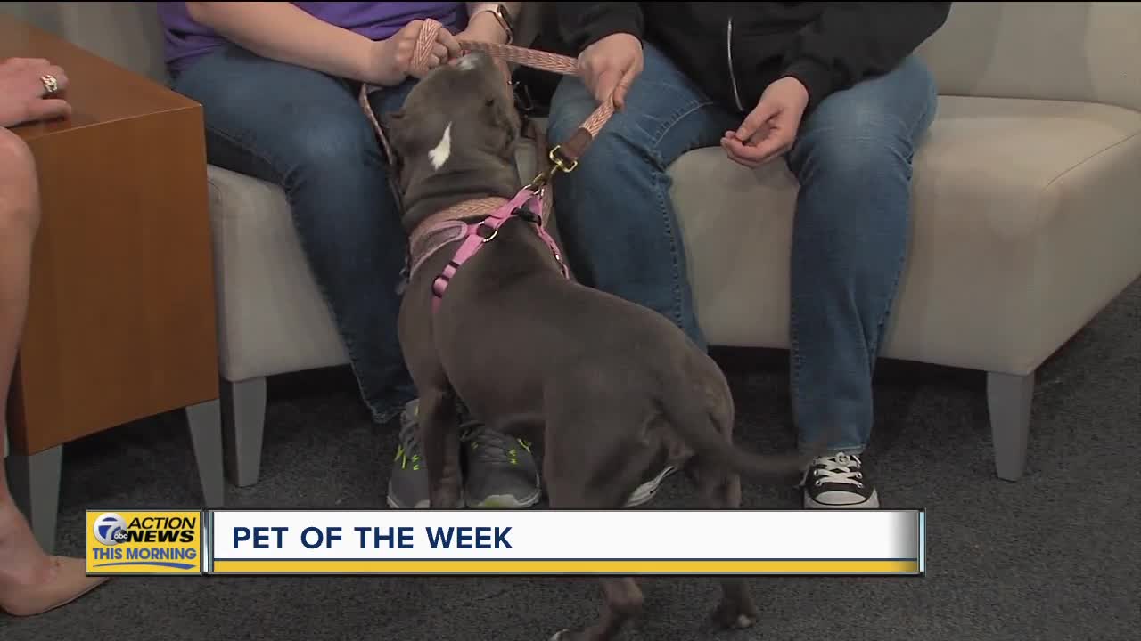 Pet of the Week - Gloria