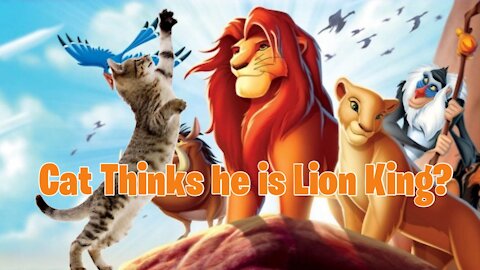 Lion king. - Cats cats catsheaven