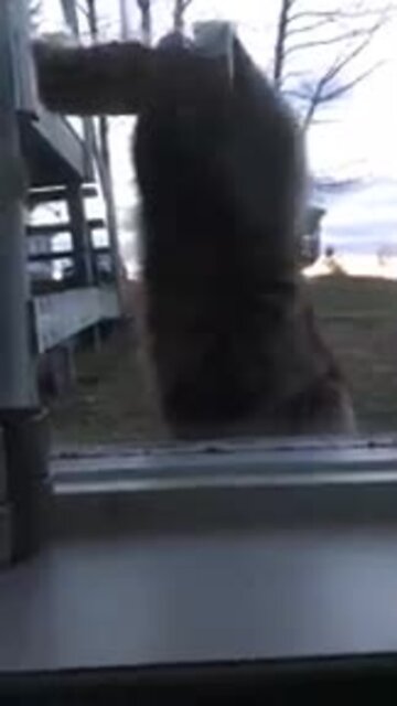 le gros raton laveur dans la mangeoire ,,,de wazo,,