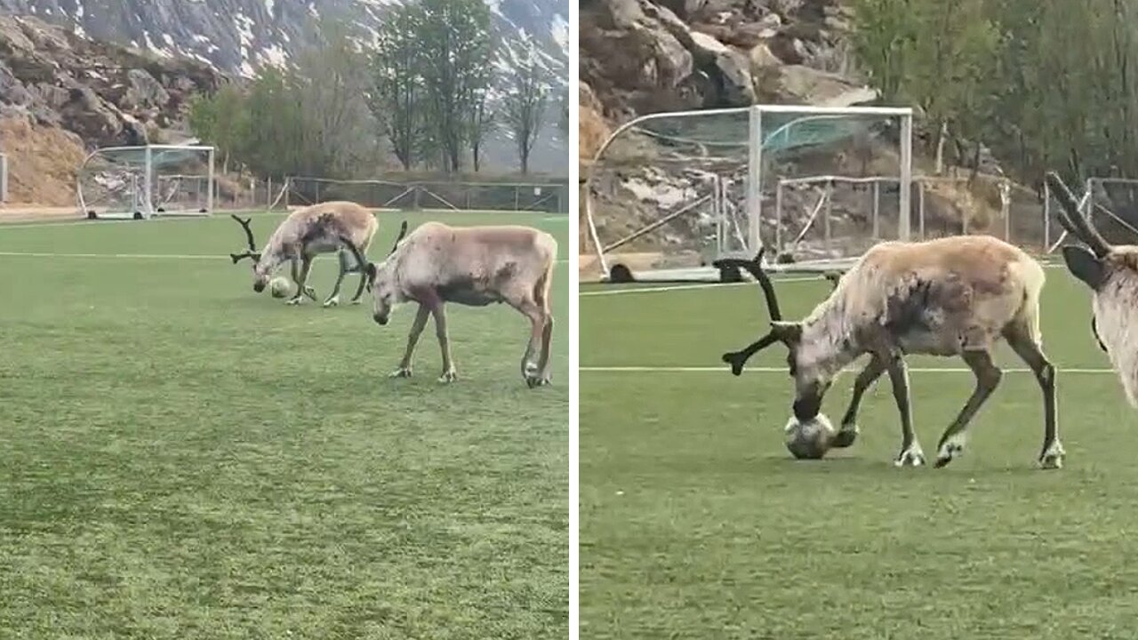 High-spirited reindeer loves playing football