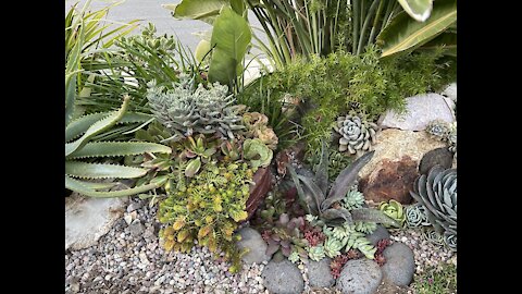 Succulent Garden Tour Part 2