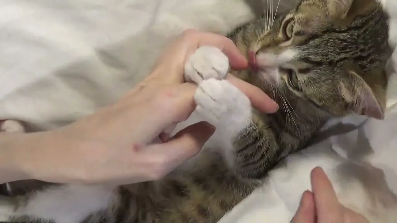 Taking a Bite of My Hooman