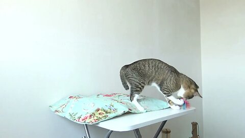Little Cat Likes to Play