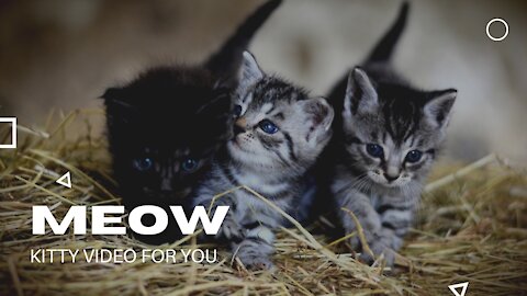 Meow-Kitty Video for You