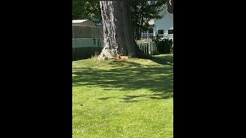 Baby deer chilling