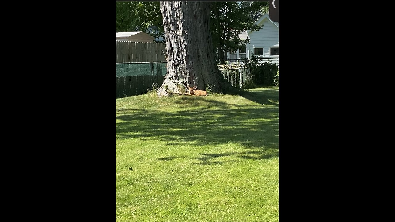 Baby deer chilling