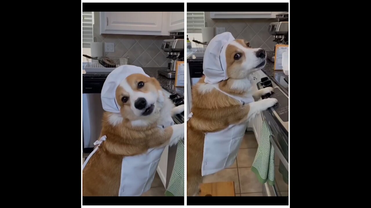 Dogs are cooking pancakes and invited their friends