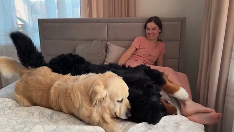 Golden Retriever and Bernese Mountain Dog Fight for Mom's Attention