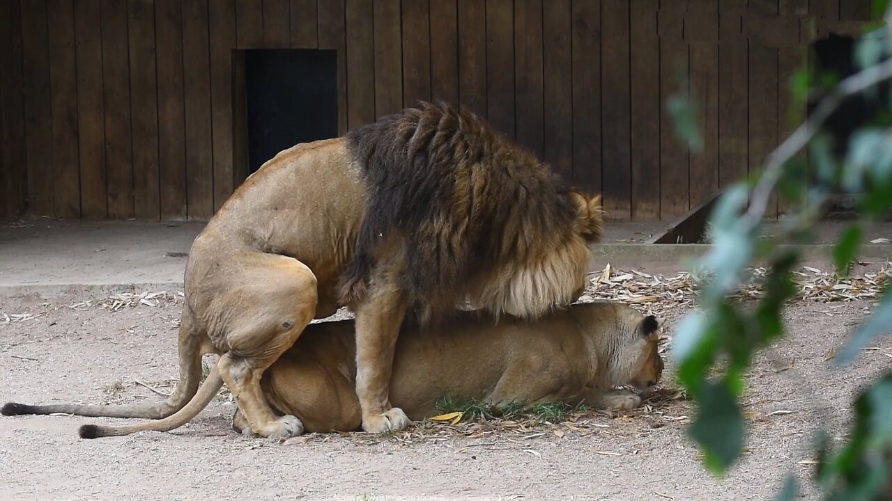 Such a LOVING LION COUPLE. They are almost always together, enjoying each others company.