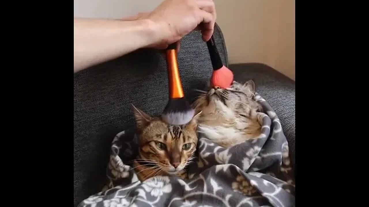 PLAYING CAT VIDEO MEAWWW