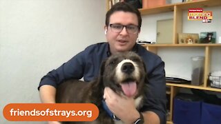 Friends of Strays Animal Shelter | Morning Blend