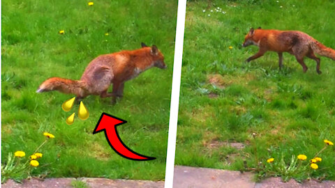 Cheeky Fox Has a Pee In Our Garden!!