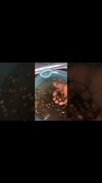 A WATERMELON SEED TIP