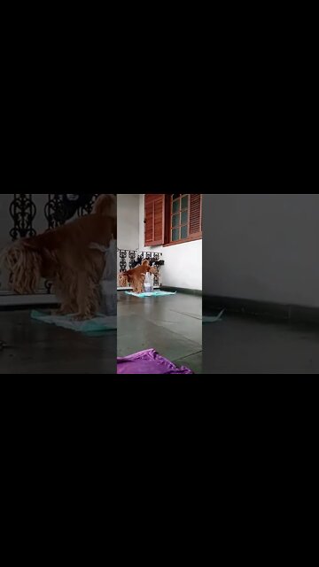 #dogshow , #animals , #dog , #shorts