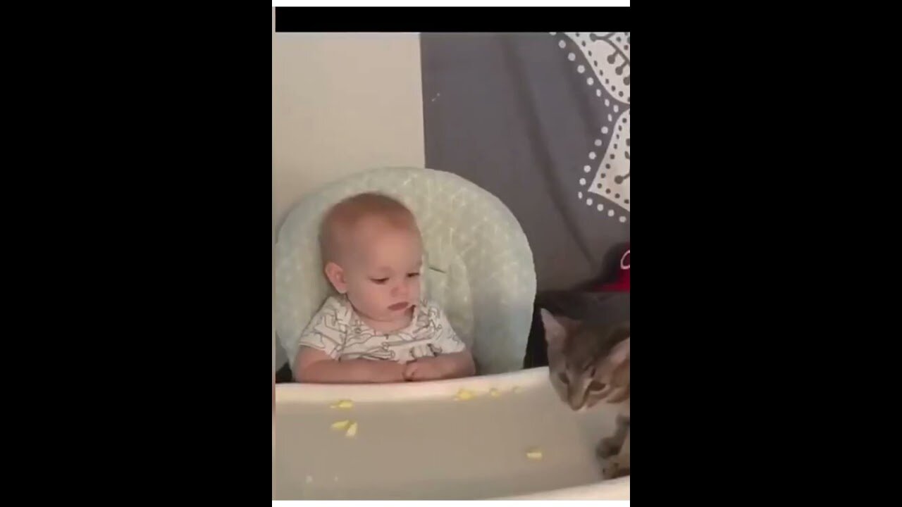 So Cute Must See Funny Cats Compilations #3