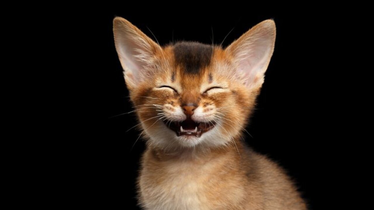 Cats are very funny - laugh with the cats until crying New