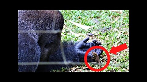 Gorilla Acts Strange And Avoids Staff, But Then They See His Hands