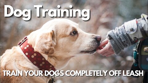 TRAIN YOUR DOGS COMPLETELY OFF LEASH!