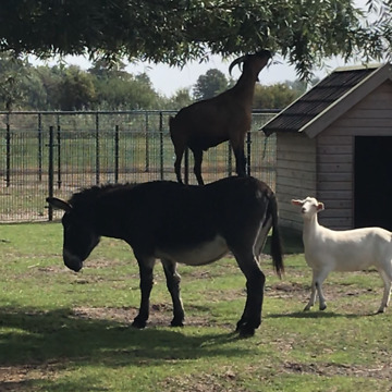 Goat Jumps On Donkey's Back To Reach Leaves